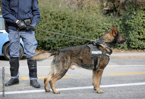 Poster German shepherd police dog while patrolling the city streets