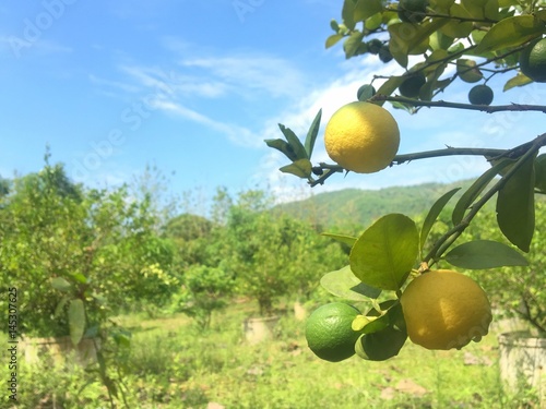 Lemom tree in the thai fruit garden background
