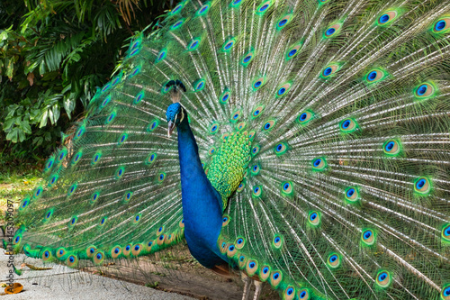 Portrait of beautiful peacock showing it feathers