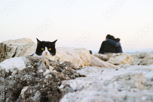 The cat between the cliff
