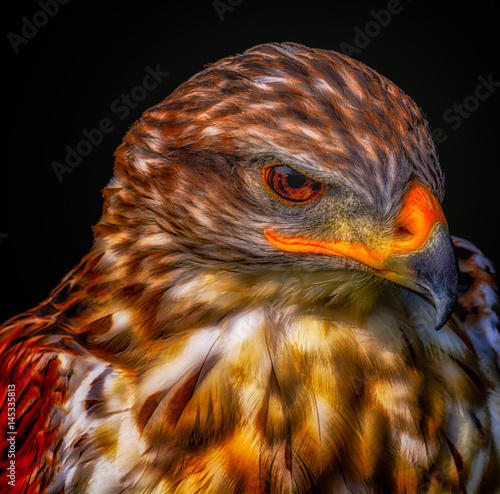 Poster Fine art intense colored head-shot portrait of a single isolated red golden brow