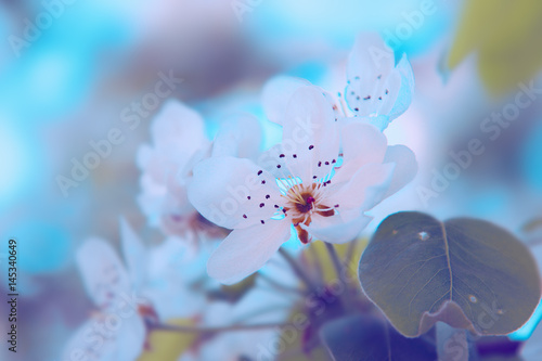 White flowers blooming. Nature background.
