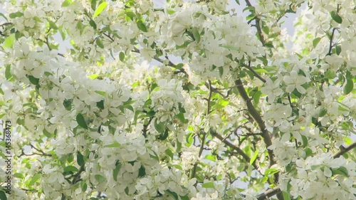 blossom apple tree with white flowers in sunny day slightly toned, prores footage