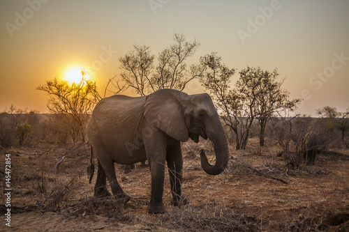 Poster African bush elephant in Kruger National park, South Africa