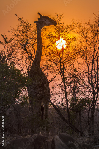 Obraz na płótnie Giraffe in Kruger National park, South Africa