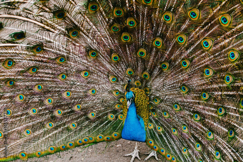 Peacock with a large tail