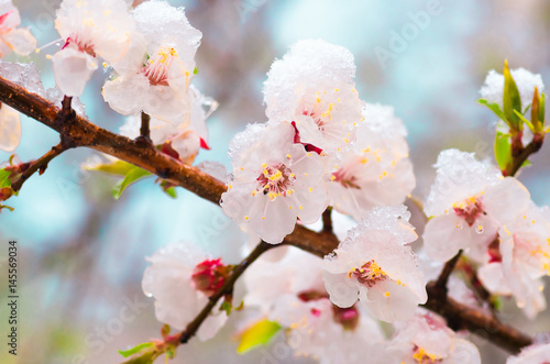 Flowers apricot tree in spring covered last snow