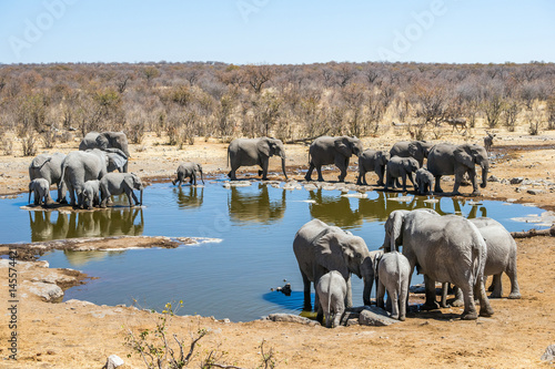Poster Large family of african elephants at Moringa waterhole in sunny winter day