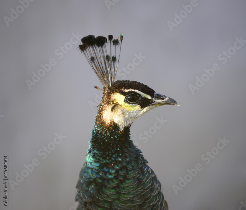The peacock, close-up of the head