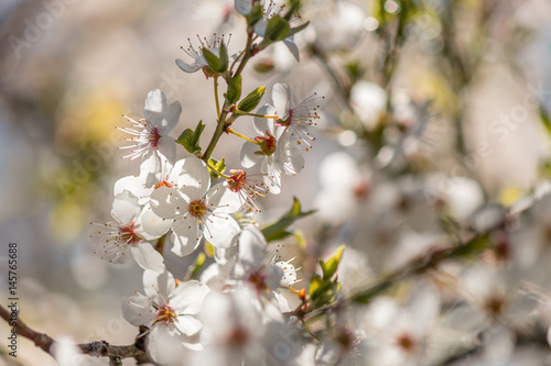 Apple blossoms