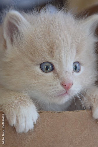 Kitten in the box