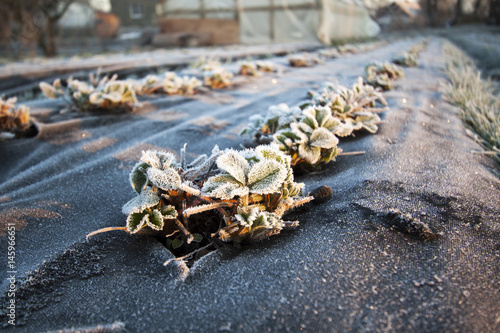Strawberry plants frost