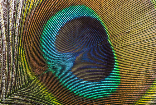 Peacock feather background