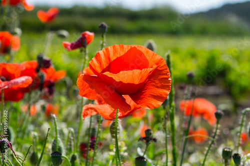 A flowering poppy field in Barcelona, Spain