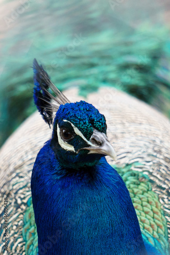 Head of blue peacock with impressive headdress.