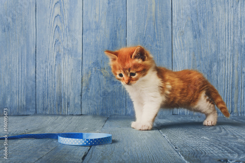 Red orange kitten at blue wood