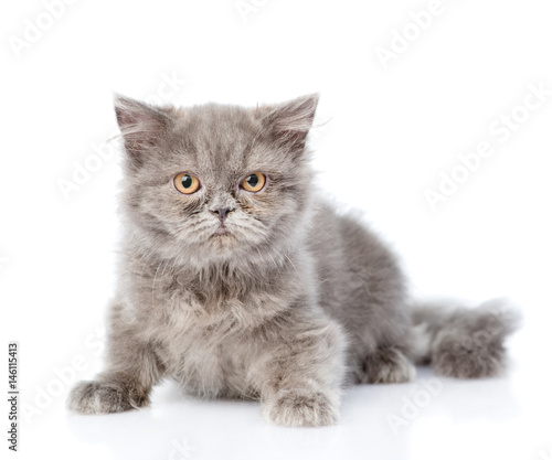 Scottish highlander cat looking at camera. isolated on white background