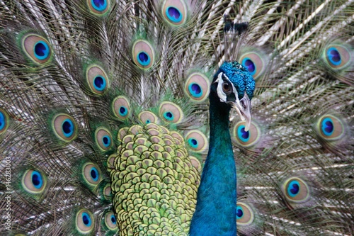 peacock
