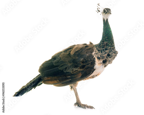 female peacock in studio