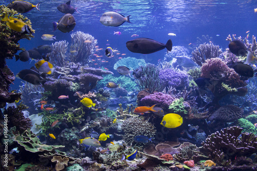 Fototapeta Aquarium Reef