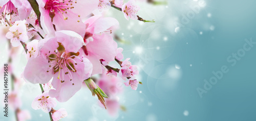 Cherry tree branch with blooming flowers in garden over blue bokeh background banner