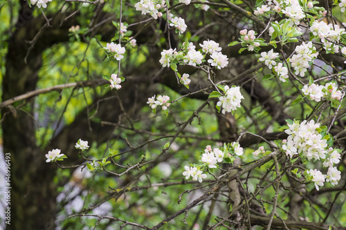 The apple tree blossomed with beautiful flowers