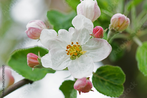 apfelbaum blüte