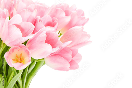 Pink tulips isolated over white background