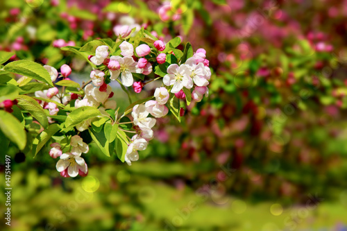 Apple flowers background.