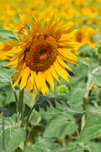 Portrait of sunflower at summer day close up, Provence France