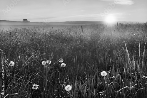 Obraz na płótnie Black and white landscape with dandelion in grass over sunrise