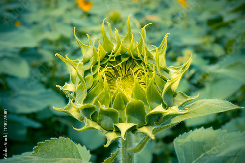 Sunflower field