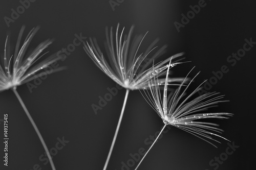 makro-dandelion-ziarna-z-wodnymi-kroplami