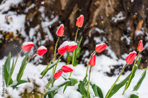 red tulip flowers in spring covered cold snow