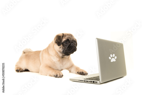 Poster Young pug dog lying on the floor looking at a labtop isolated on a white backgro