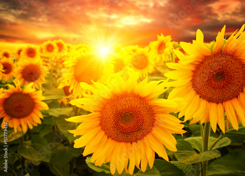  sunflowers and sun