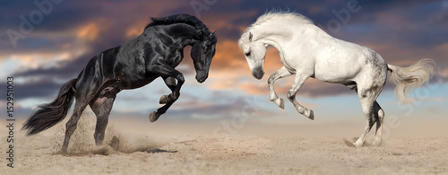 Obraz na płótnie Two beautiful horse portrait in motion rearing up against sunset sky in desert dust. Black and white horses banner for website
