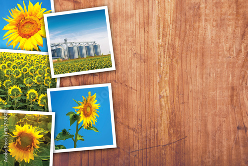 Sunflowers farming and agriculture photo collage