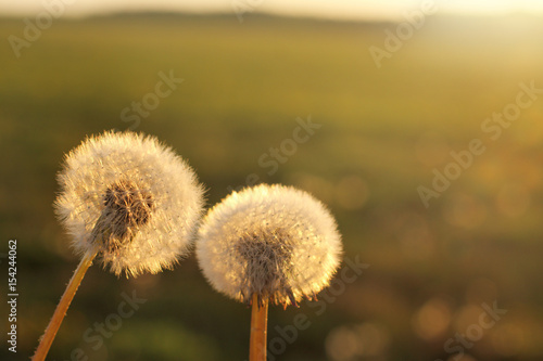 Obraz na płótnie spring release/ two round fluffy dandelions in the background of the field in the evening at sunset