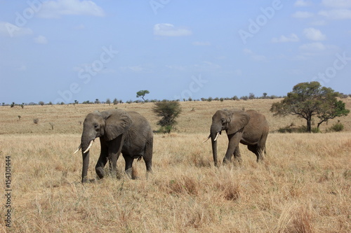 Poster African wildlife, Tanzania, Ngorongoro Conservation Area