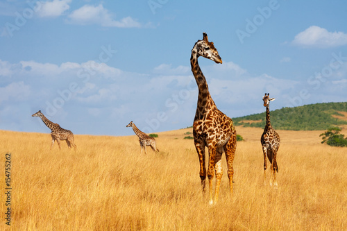 Obraz na płótnie Herd of giraffes walking in arid Kenyan savannah