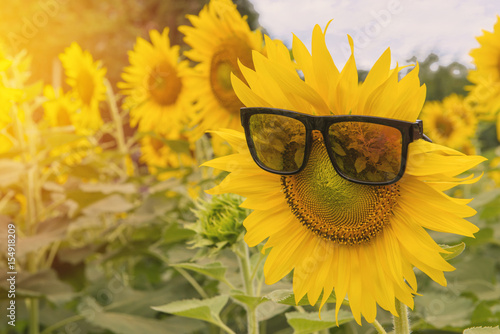 sunglasses of Sunflower blooming in Sunflowers garden