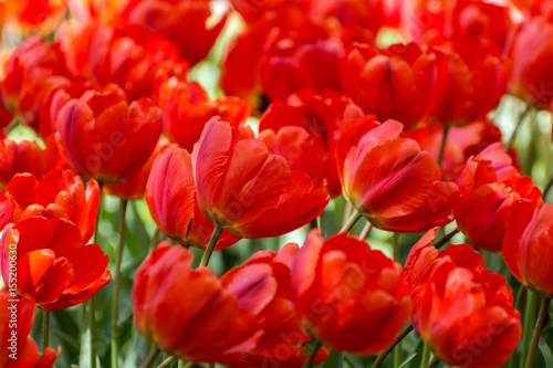 There are many red tulips in the spring garden.