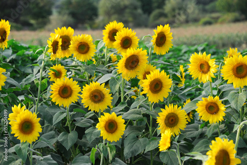 sunflower blooming in the field in summer