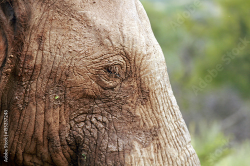 Poster African elephant, Pilanesberg National Park, South Africa