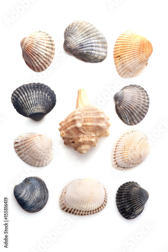  Group of seashells