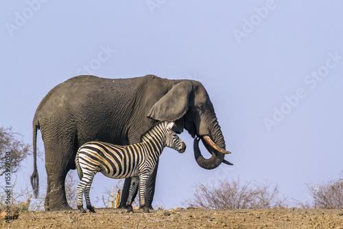 Plains zebra and African bush elephant in Kruger National park, South Africa