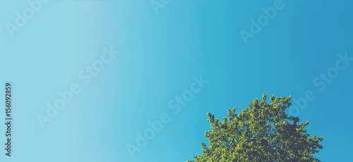 Minimalist tree top with sky background