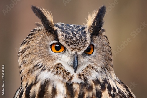 hibou-eurasien
