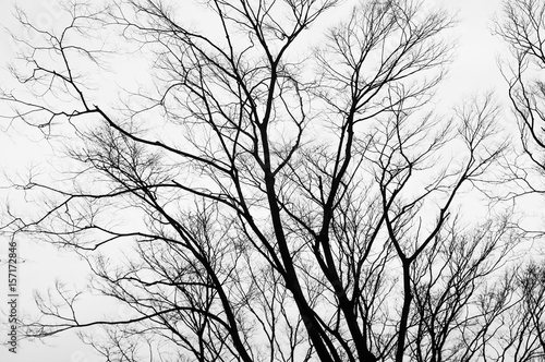  Silhouette dry branches pattern and texture background.